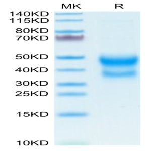 Mouse CD300A Protein (CDA-MM101)