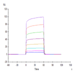 Cynomolgus Fc gamma RIIB Protein (CDB-CM101)