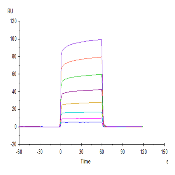 Cynomolgus Fc gamma RIIB Protein (CDB-CM101) Cynomolgus Fc gamma RIIB Protein (CDB-CM101)