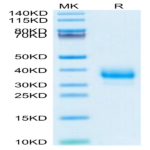 Cynomolgus Fc gamma RIIB Protein (CDB-CM101)