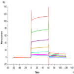 Human Fc gamma RIIB/CD32b Protein (CDB-HM401)