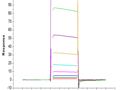 Biotinylated Human Fc gamma RIIB/CD32b Protein (CDB-HM401B)