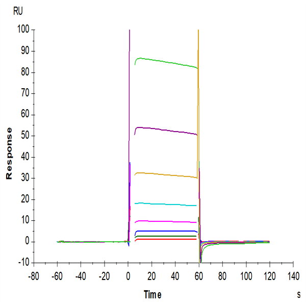 Biotinylated Human Fc gamma RIIB/CD32b Protein (CDB-HM401B) Biotinylated Human Fc gamma RIIB/CD32b Protein (CDB-HM401B)