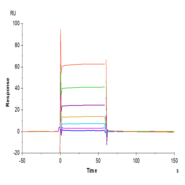 Biotinylated Human Fc gamma RIIB/CD32b Protein (CDB-HM401B)