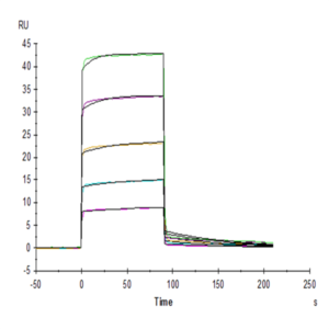 Mouse Fc gamma RIIB/CD32b Protein (CDB-MM101)