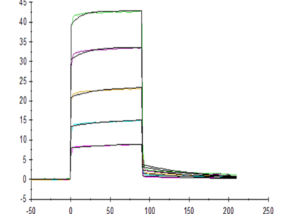 Mouse Fc gamma RIIB/CD32b Protein (CDB-MM101)