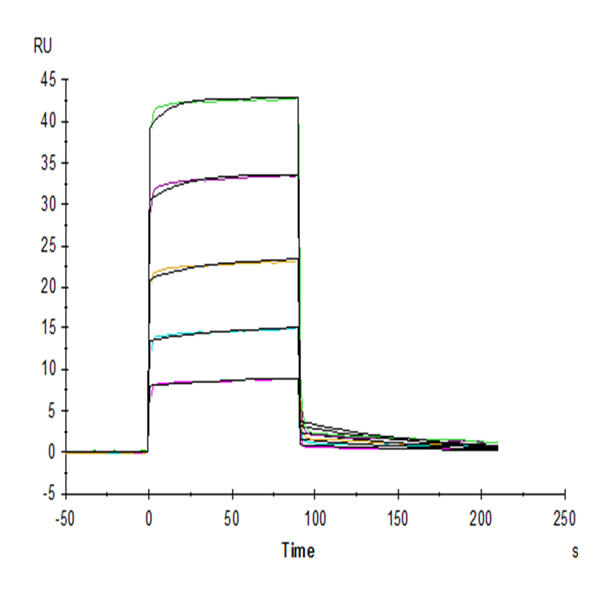 Mouse Fc gamma RIIB/CD32b Protein (CDB-MM101) Mouse Fc gamma RIIB/CD32b Protein (CDB-MM101)