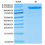 Cynomolgus CDCP1 Protein (CDC-CM101)