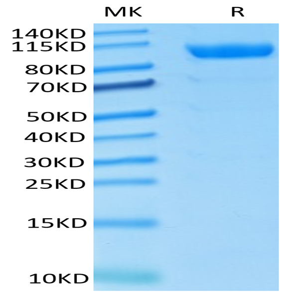 Cynomolgus CDCP1 Protein (CDC-CM101)