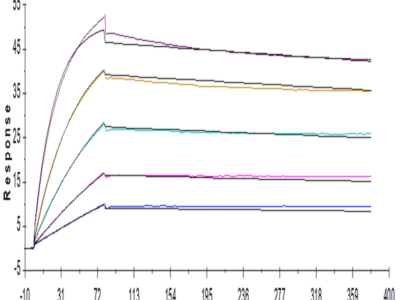 Human CDCP1 Protein (CDC-HM101)