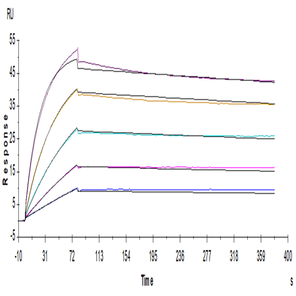 Human CDCP1 Protein (CDC-HM101) Human CDCP1 Protein (CDC-HM101)