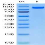 Biotinylated Human CDCP1 Protein (CDC-HM401B)