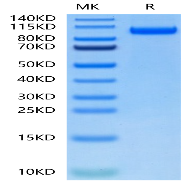 Biotinylated Human CDCP1 Protein (CDC-HM401B)