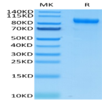 Mouse CDCP1 Protein (CDC-MM101)