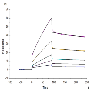 Biotinylated Mouse CDCP1 Protein (CDC-MM401B)