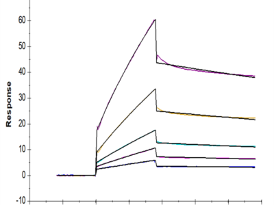 Biotinylated Mouse CDCP1 Protein (CDC-MM401B)