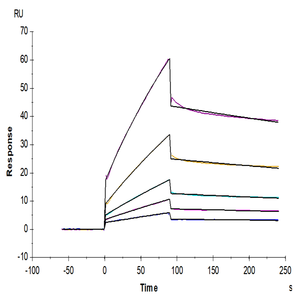 Biotinylated Mouse CDCP1 Protein (CDC-MM401B) Biotinylated Mouse CDCP1 Protein (CDC-MM401B)
