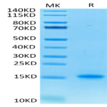 Cynomolgus CD3E/CD3 epsilon Protein (CDE-CM101)
