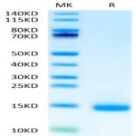 Biotinylated Cynomolgus CD3E/CD3 epsilon Protein (Primary Amine Labeling) (CDE-CM101B)