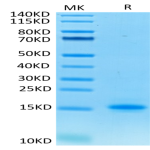 Human CD3E/CD3 epsilon Protein (CDE-HM101)