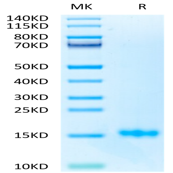 Biotinylated Human CD3E/CD3 epsilon Protein (Primary Amine Labeling) (CDE-HM101B)