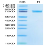 Cynomolgus E-Cadherin/Cadherin-1 Protein (CDH-CM101)