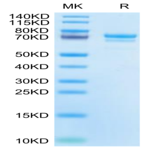 Cynomolgus E-Cadherin/Cadherin-1 Protein (CDH-CM101)