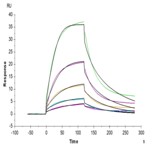 Cynomolgus CDH3/Cadherin 3 Protein (CDH-CM103)