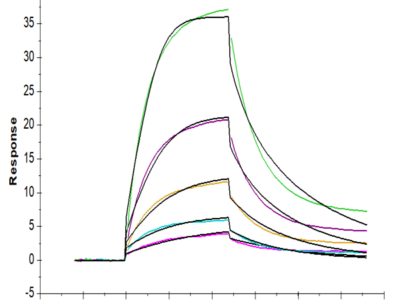 Cynomolgus CDH3/Cadherin 3 Protein (CDH-CM103)