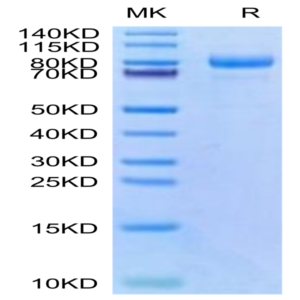 Cynomolgus CDH6/Cadherin-6 Protein (CDH-CM106)