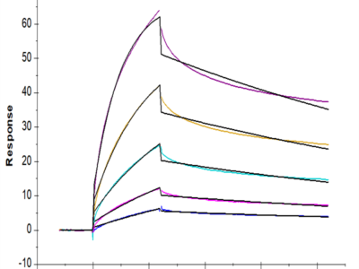 Cynomolgus CDH17/Cadherin 17 Protein (CDH-CM117)