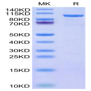 Human CDH19 Protein (CDH-HE019)
