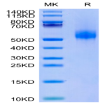 Human CDH17/Cadherin 17 Domain 5-7 Protein (CDH-HM1D4)