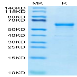 Human CDH17/Cadherin 17 Domain 6-7 Protein (CDH-HM2D2)
