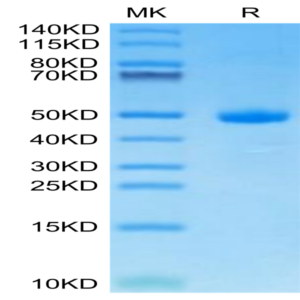 Human CDH17/Cadherin 17 Domain 7 Protein (CDH-HM2D3)