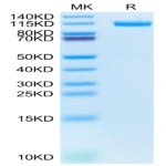 Biotinylated Human CDH17/Cadherin 17 Protein (CDH-HM417B)