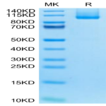 Biotinylated Mouse CDH17/Cadherin 17 Protein (Primary Amine Labeling) (CDH-MM117B)