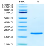 Human CD40 Ligand/TNFSF5 Protein (CDL-HE14L)