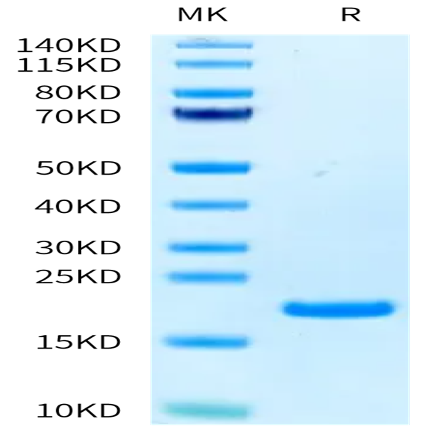 Human CD40 Ligand/TNFSF5 Protein (CDL-HE14L)