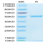 Human CD40 Ligand/TNFSF5 Trimer Protein (CDL-HM140)