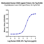 Biotinylated Human CD40 Ligand/TNFSF5 Trimer Protein (Primary Amine Labeling) (CDL-HM140B)