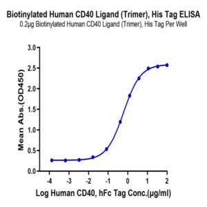 Biotinylated Human CD40 Ligand/TNFSF5 Trimer Protein (Primary Amine Labeling) (CDL-HM140B)