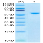 Biotinylated Human CD40 Ligand/TNFSF5 Trimer Protein (Primary Amine Labeling) (CDL-HM140B)