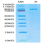 Human CD40 Ligand/TNFSF5 Trimer Protein (CDL-HM240)