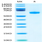 Biotinylated Human CD27 Ligand/CD70 Trimer Protein (Primary Amine Labeling) (CDL-HM427B)