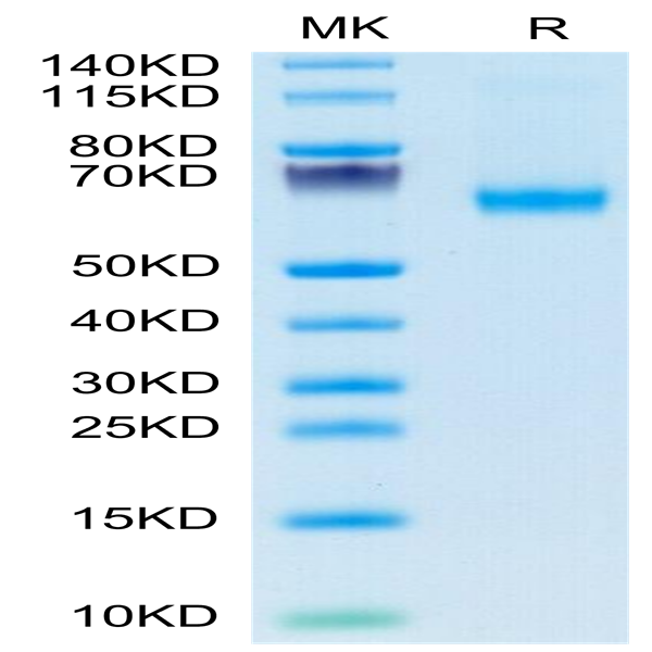 FITC-Labeled Human CD27 Ligand/CD70 Trimer Protein (CDL-HM427F)