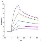 Mouse CD40 Ligand/TNFSF5 Protein (CDL-MM140)