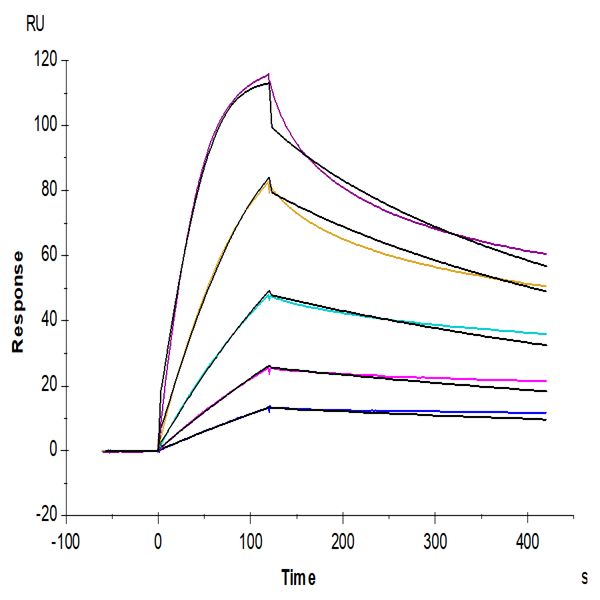 Mouse CD40 Ligand/TNFSF5 Protein (CDL-MM140) Mouse CD40 Ligand/TNFSF5 Protein (CDL-MM140)