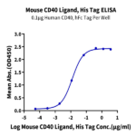 Mouse CD40 Ligand/TNFSF5 Protein (CDL-MM140)
