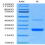 Mouse CD40 Ligand/TNFSF5 Protein (CDL-MM140)